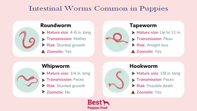 What worms are common in puppies