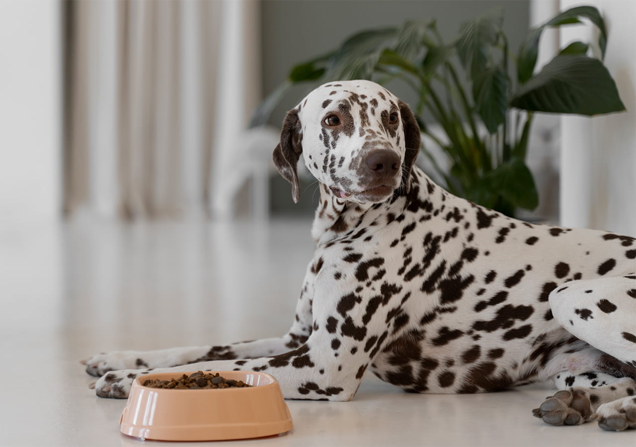 When-to-Switch-Puppy-to-Adult-Dog-Food-Guide-for-Pet-Owners