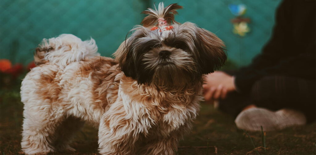 Affenpinscher