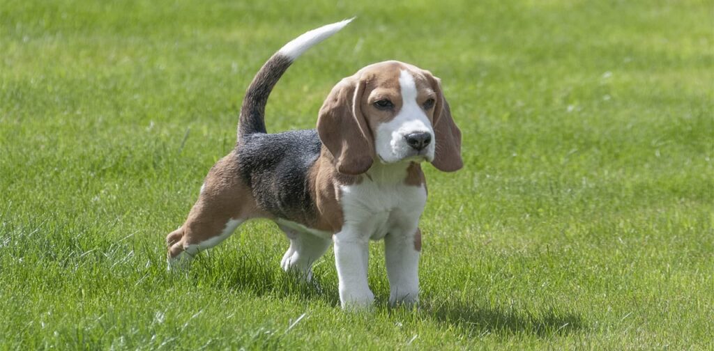 Beagle