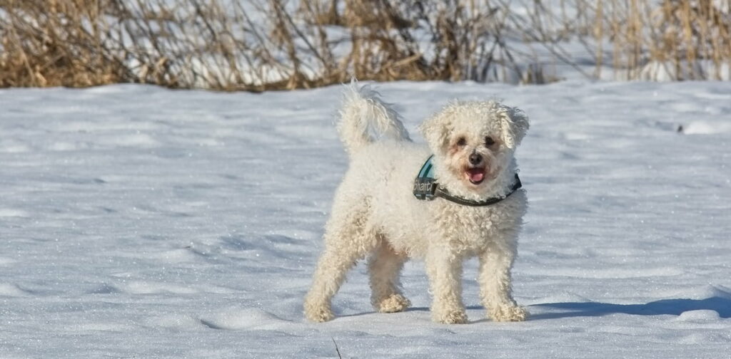 Bichon-Frise