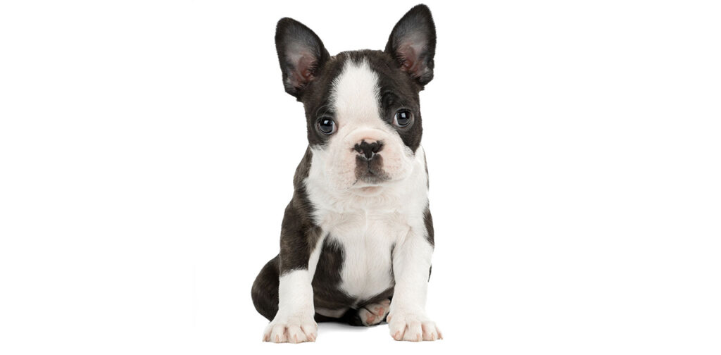 Boston-Terrier