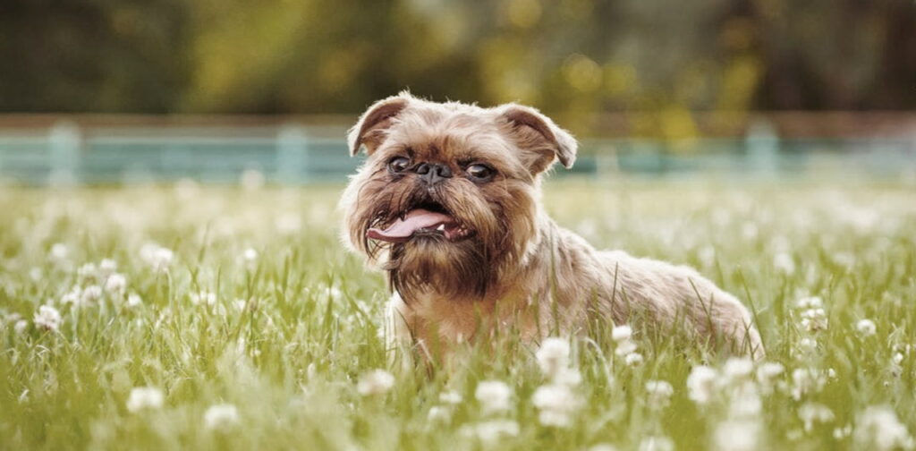 Brussels-Griffon