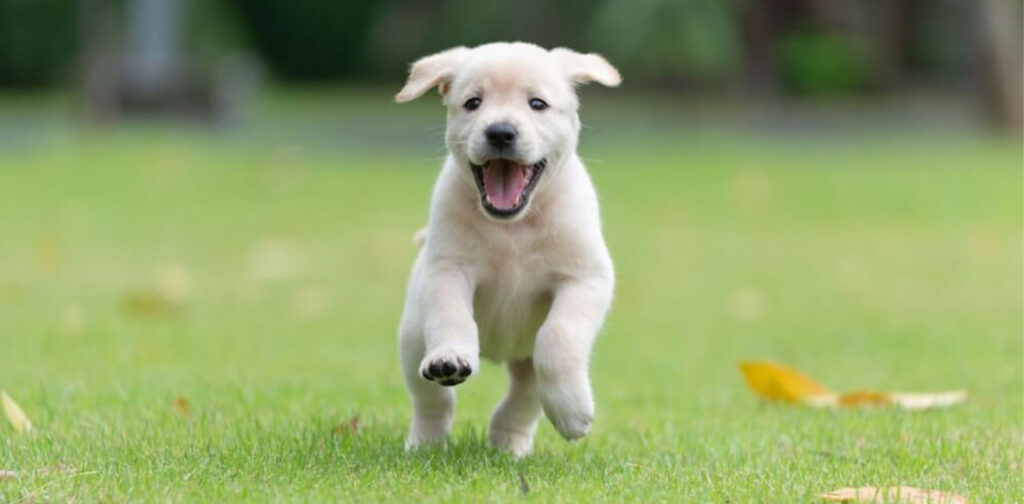 Causes-of-Puppy-Diarrhea