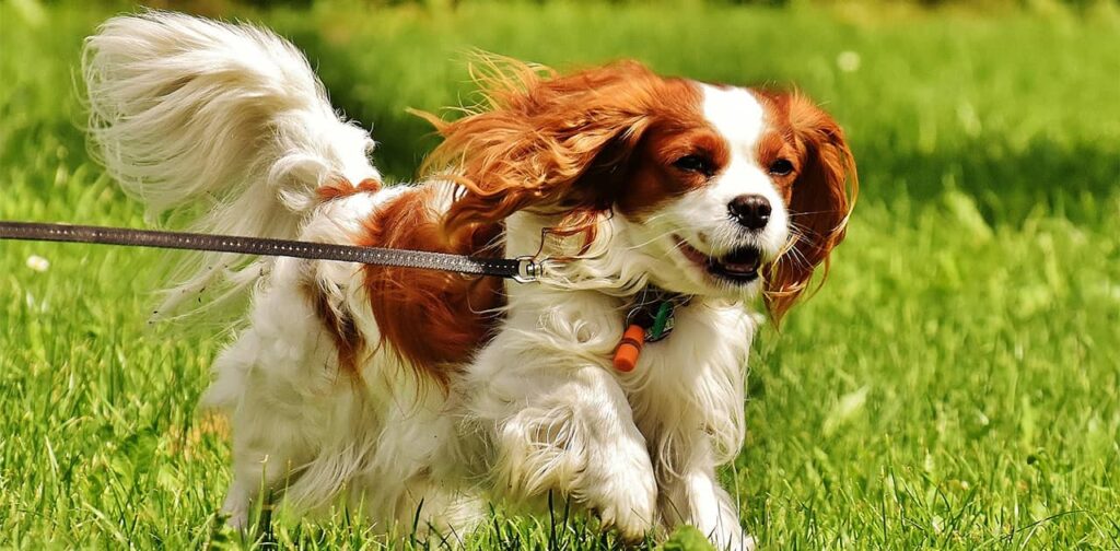 Cavalier-King-Charles-Spaniel