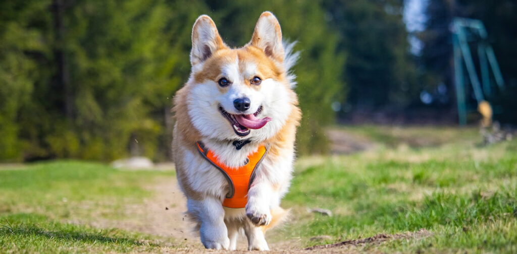 Corgi