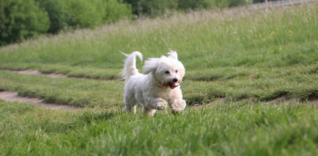 Coton-de-Tulear