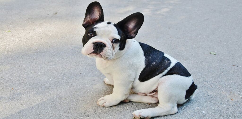 French-Bulldog