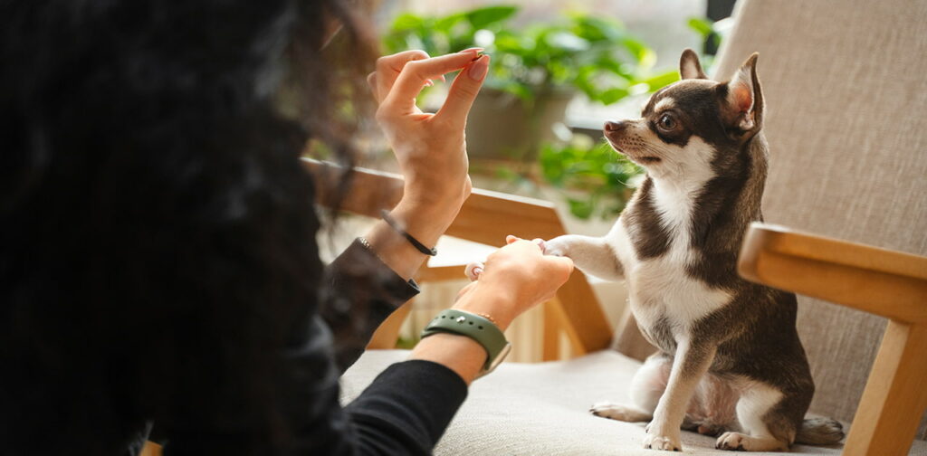 Growing-Puppies-Feeding-Schedule