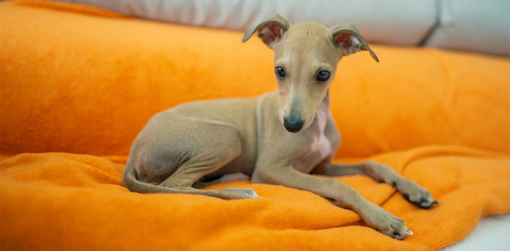 Italian-Greyhound