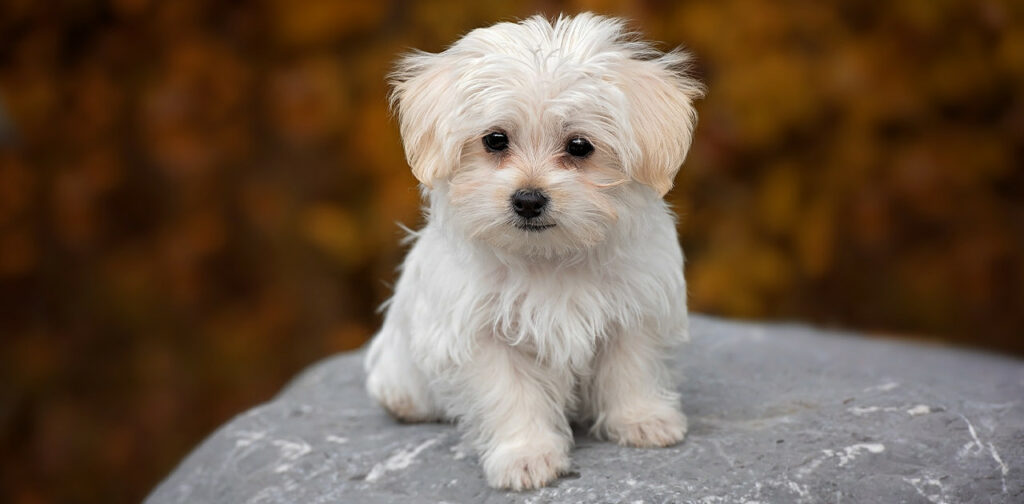 Maltese