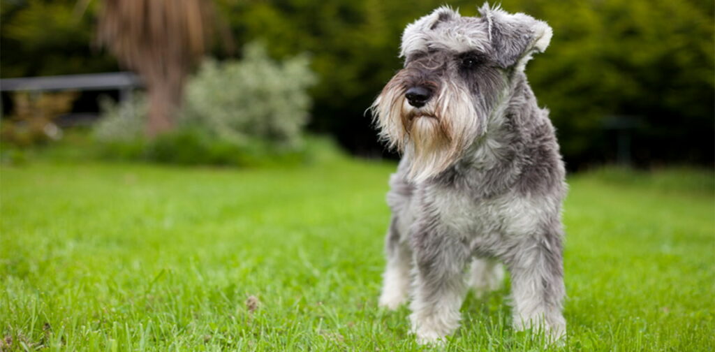 Miniature-Schnauzer