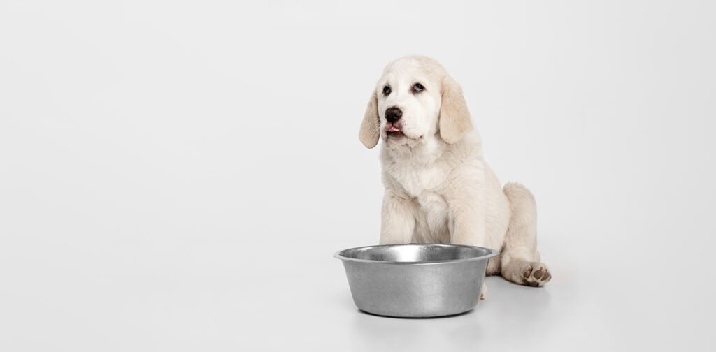 Nutritional-Needs-of-Large-Breed-Puppies