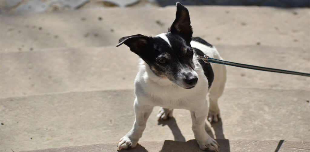 Rat-Terrier