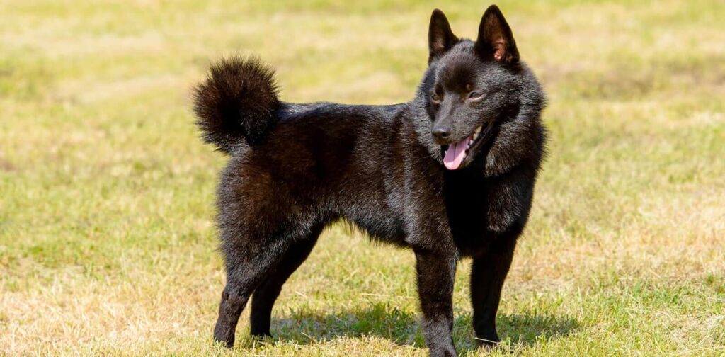 Schipperke