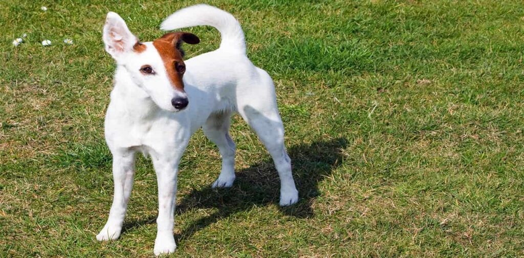 Toy-Fox-Terrier