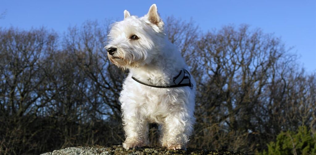 West-Highland-White-Terrier