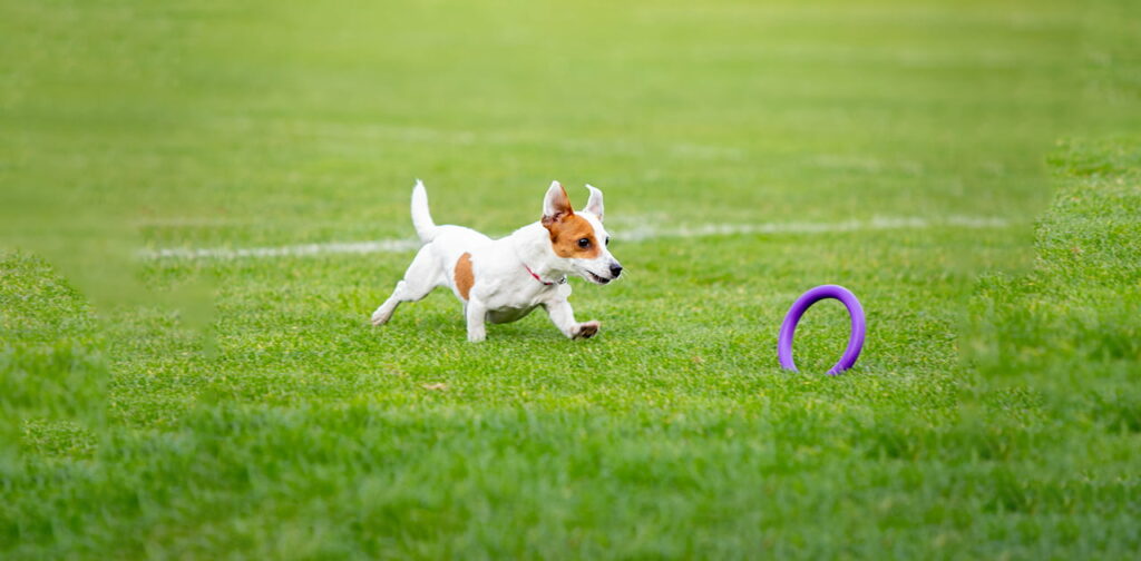 What-should-I-consider-before-taking-my-puppy-outside