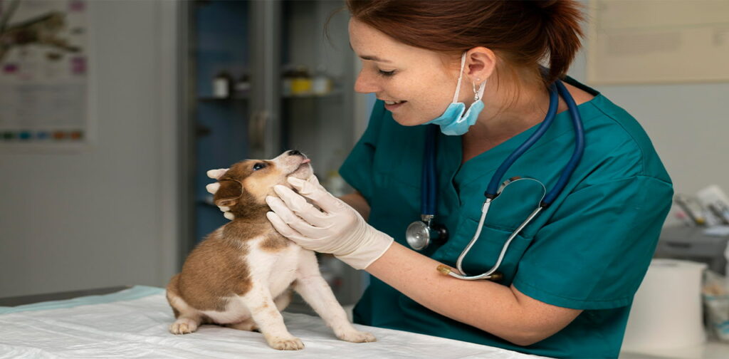 When-to-Seek-Veterinary-Care