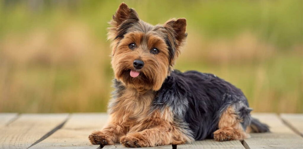 Yorkshire-Terrier