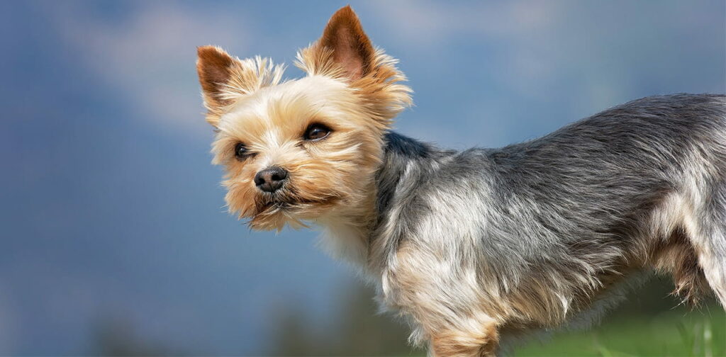 Yorkshire-Terrier-Yorkie