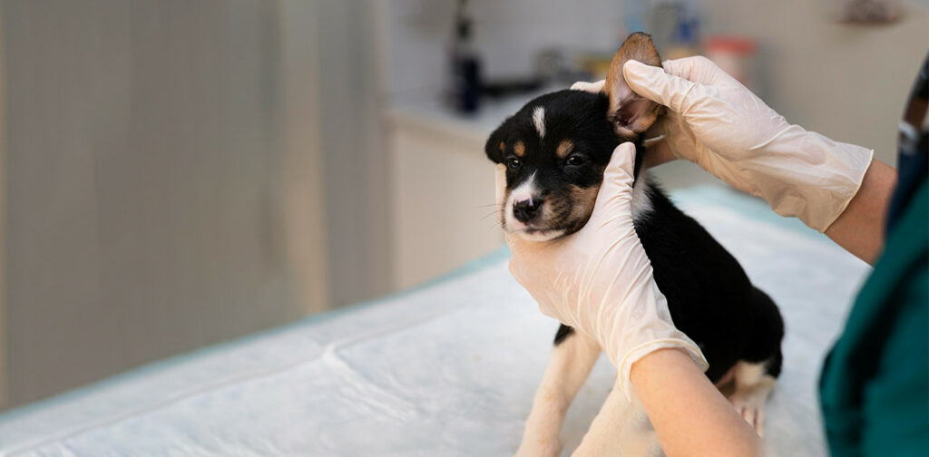 Clean Puppies Ear