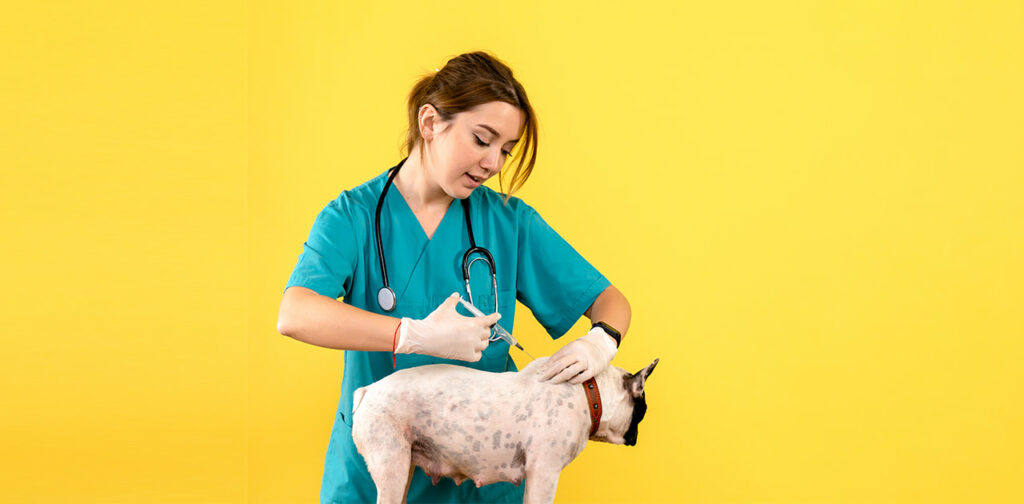 Is Spay and Neuter Surgery Risky?