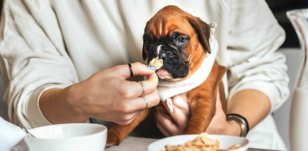 how much feed boxer puppy