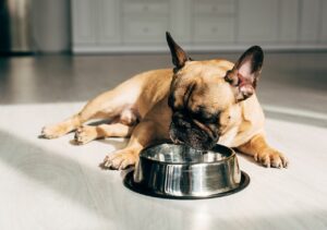 how much to feed a boxer puppy