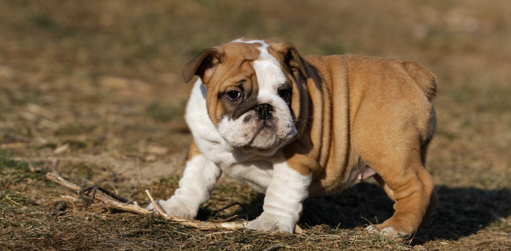 overfed boxer puppy