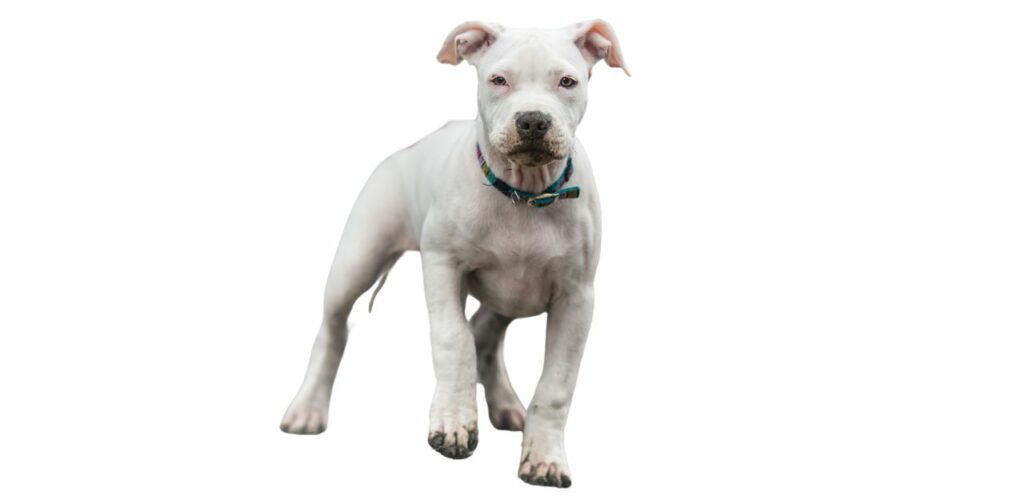 Best Puppy Food for Pitbulls 